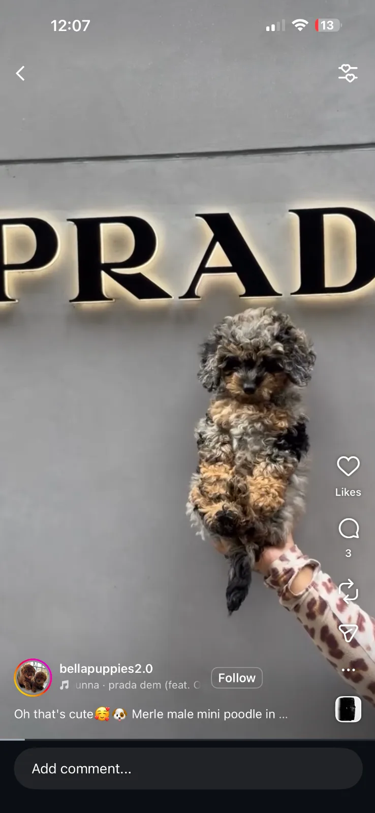 Puppy Events & Parties Bergen county, NJ