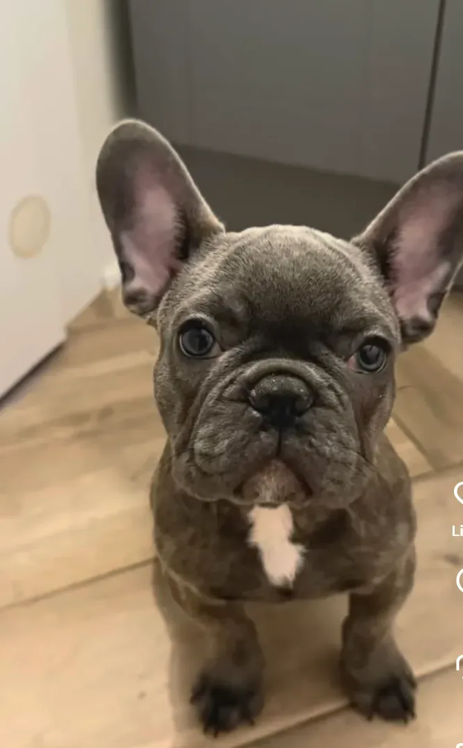 Puppies in White Plains, NY