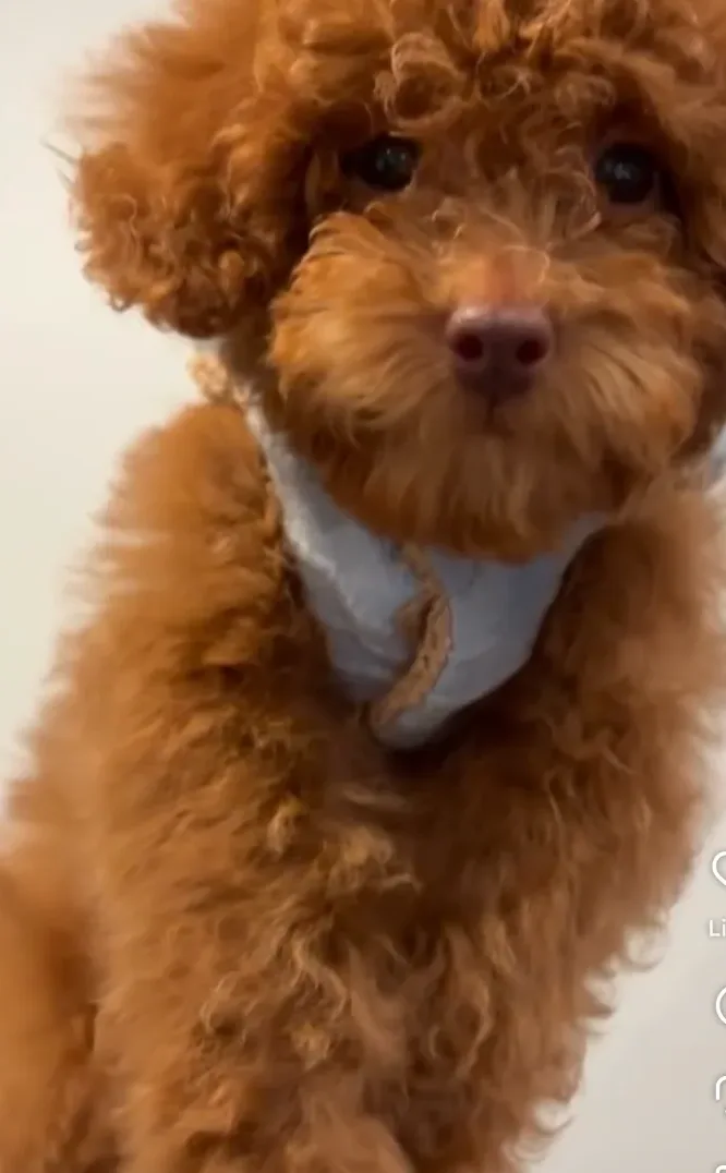 Bellapuppies in Manhattan