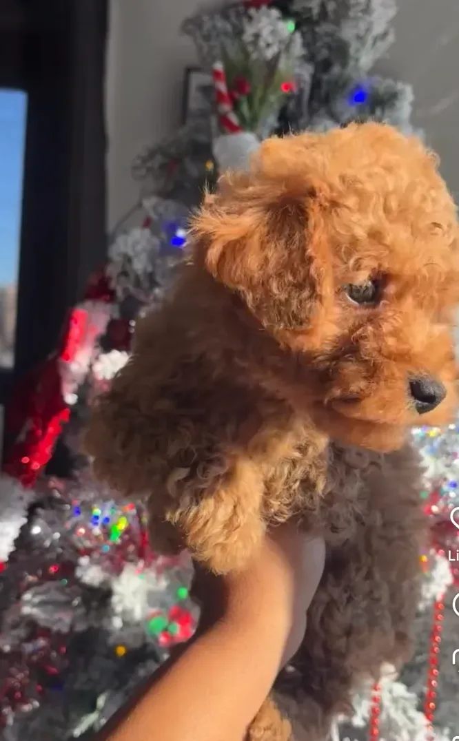 Puppies in Teaneck, NJ