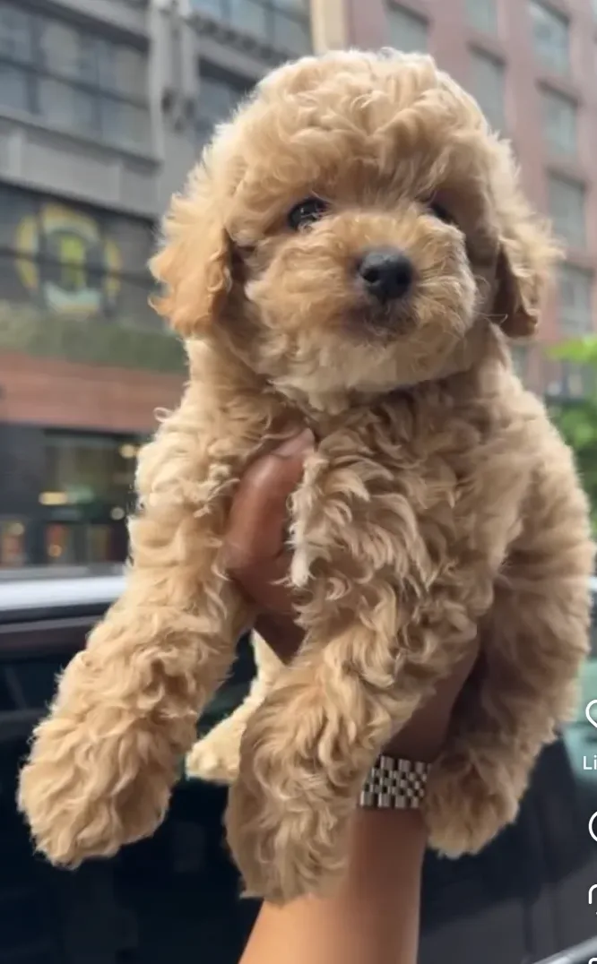 Bellapuppies in Tenafly