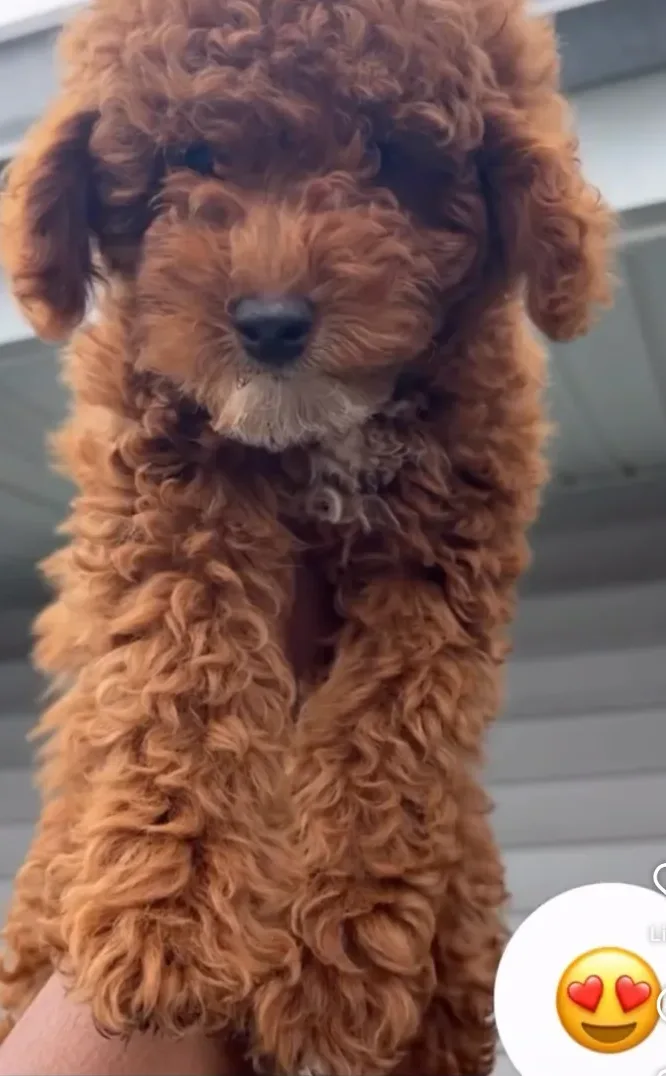 Puppy services in Long Island City, NY