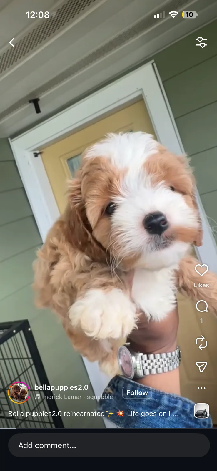 Puppy Events & Parties 