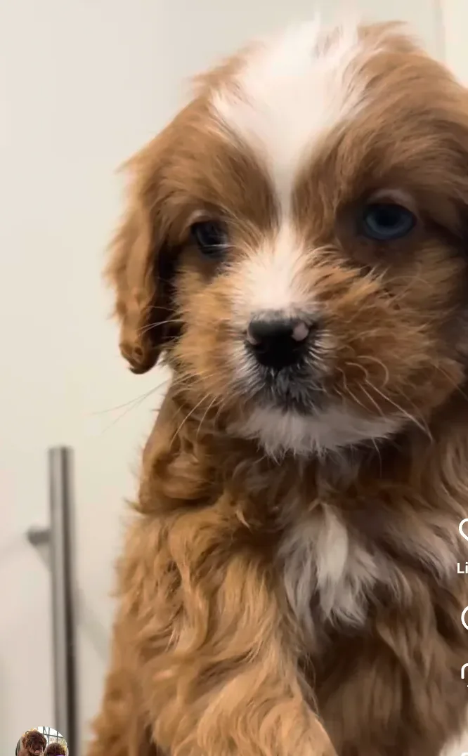 Puppy services in Manhattan, NY