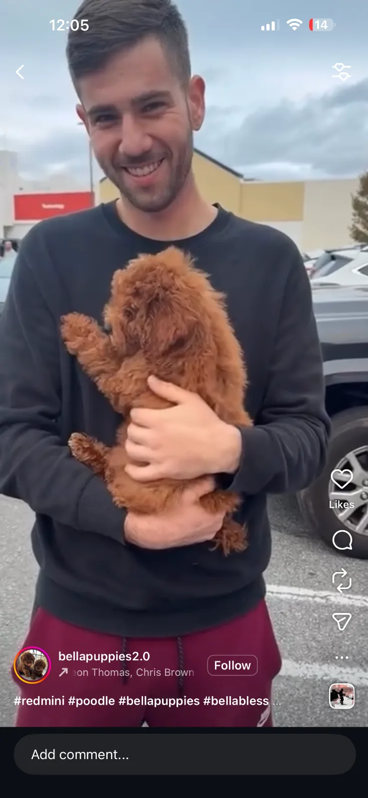 Adopt a Puppy 