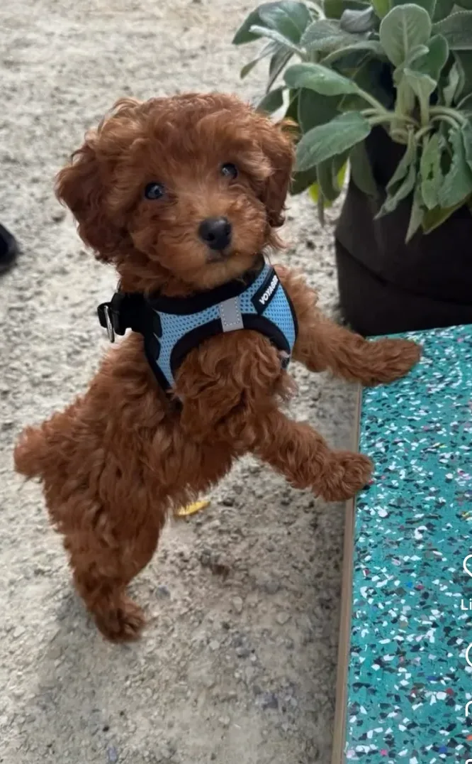 Bellapuppies in Long Island City