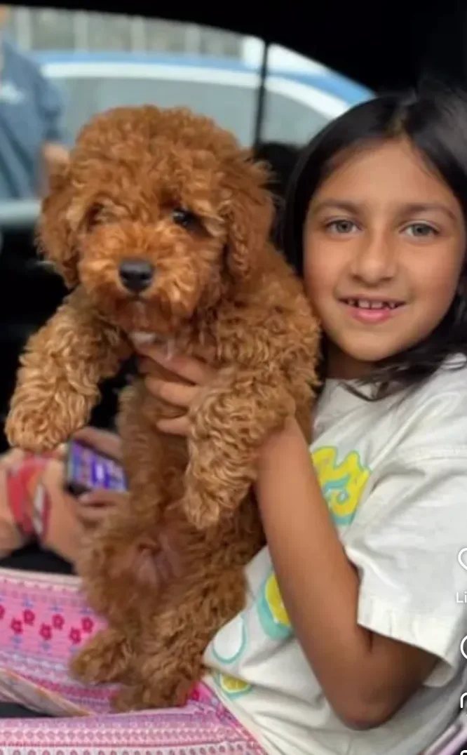 Puppies in Englewood, NJ