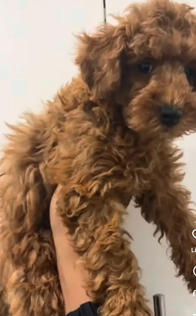 Puppies in Long Island City, NY