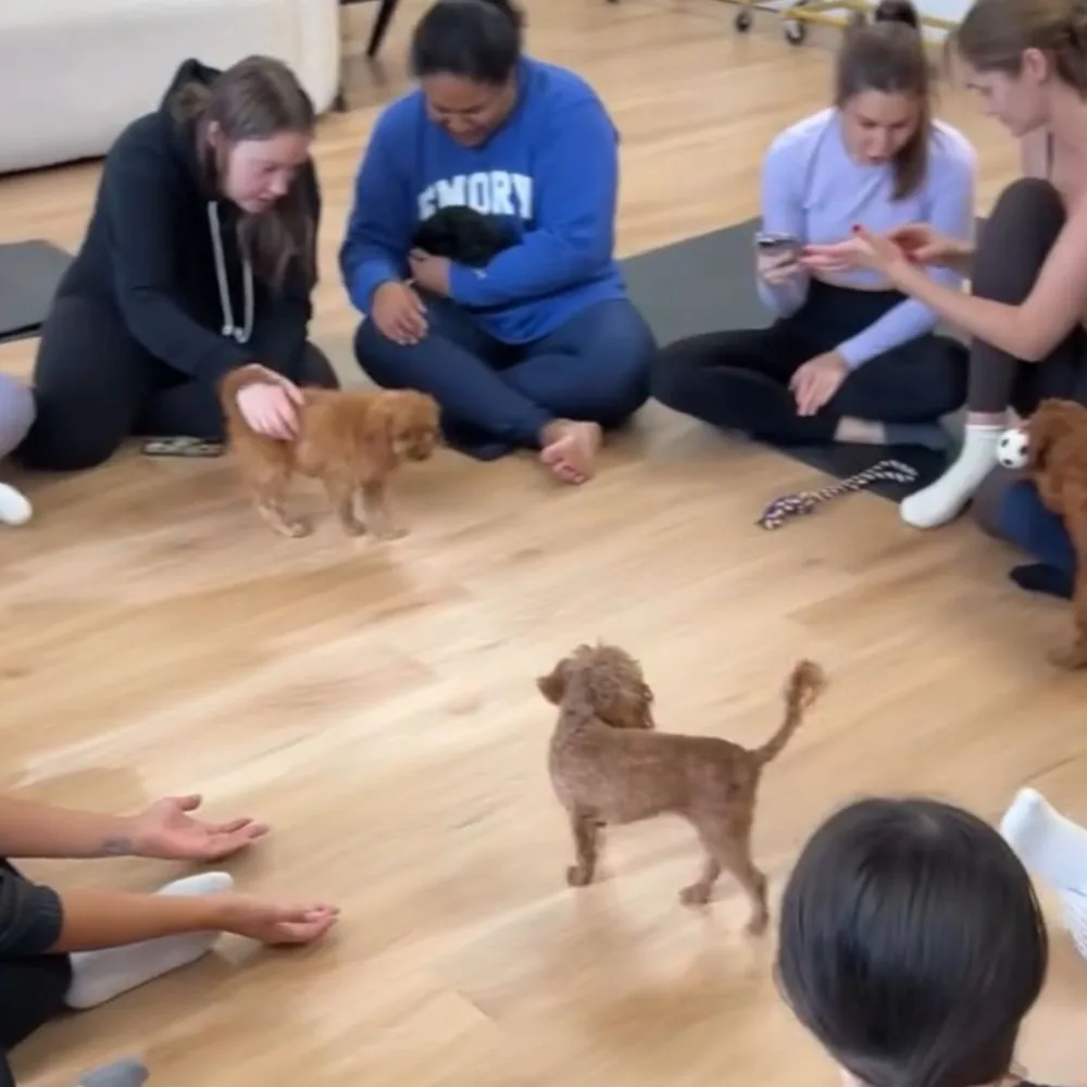 Bergen county, NJ Puppy Events & Parties