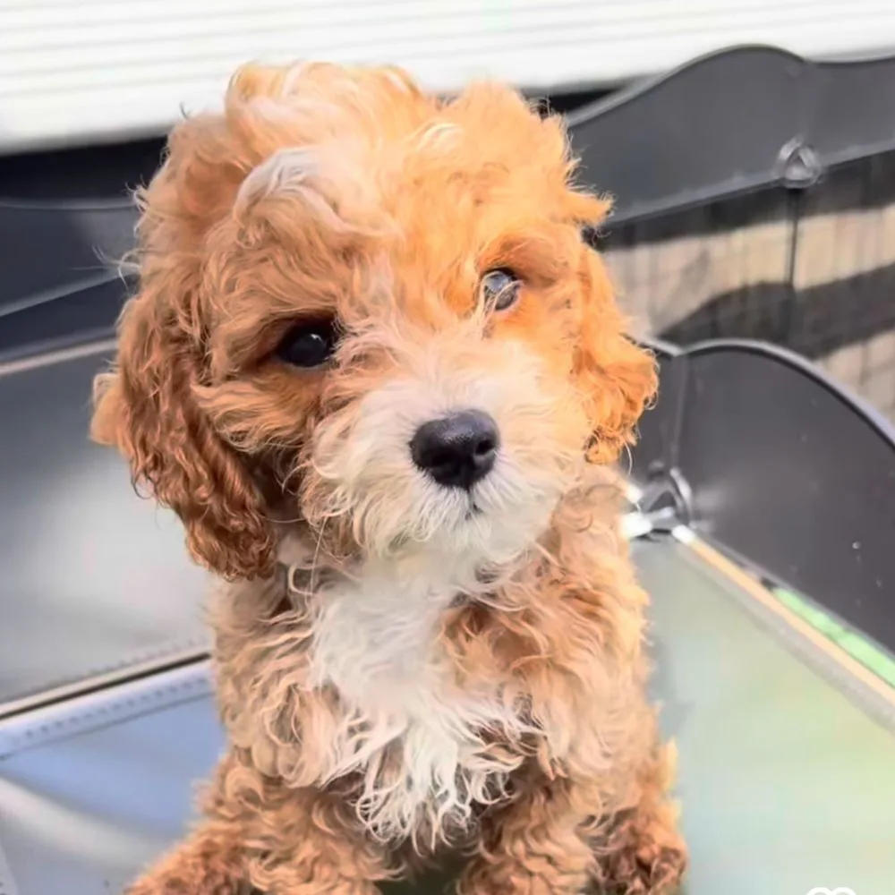 Puppies in Bronx, NY